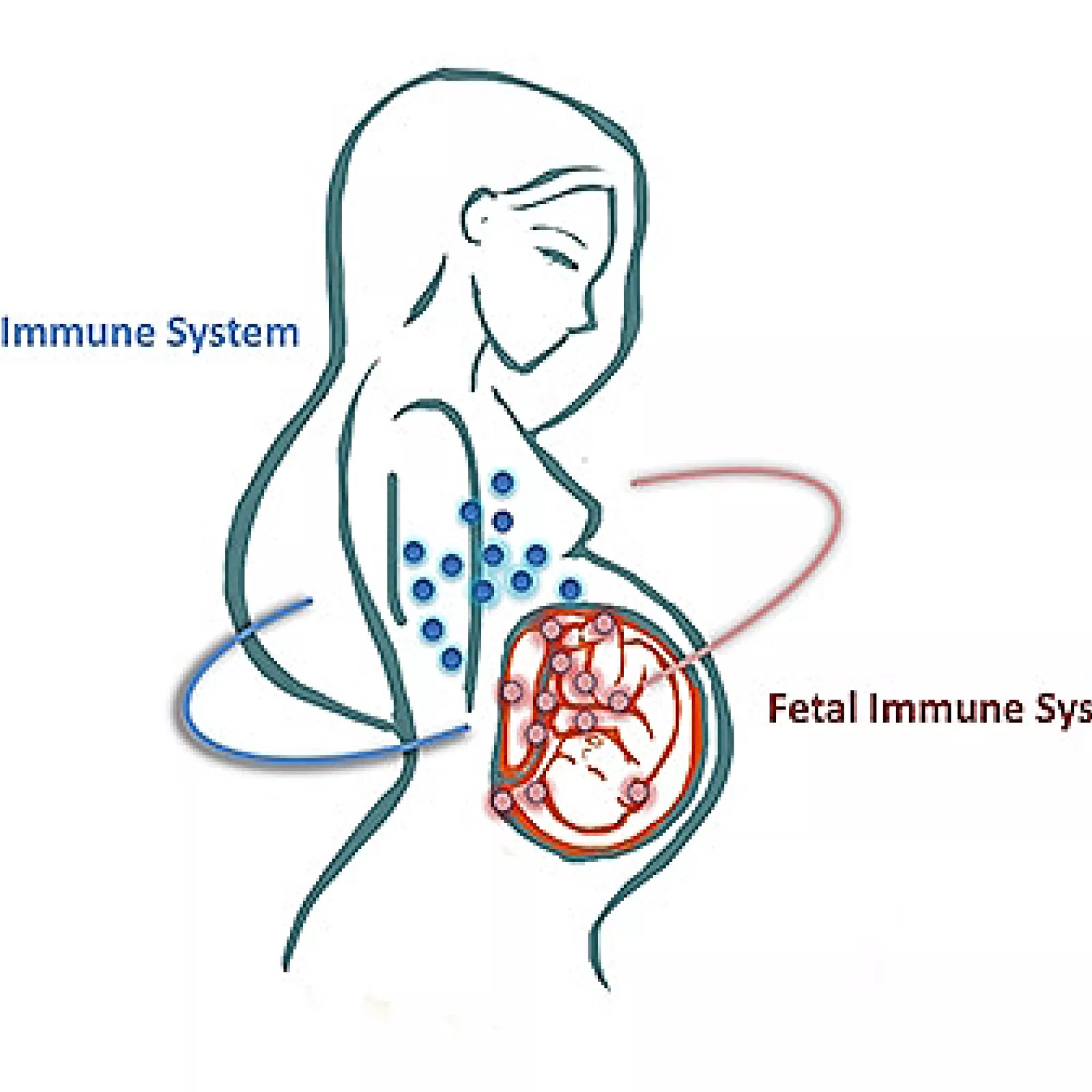 Maternal Fetal Tolerance